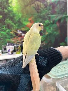 Baby Mooncheek Conures Parrots – Hand-Raised & Very Gentle