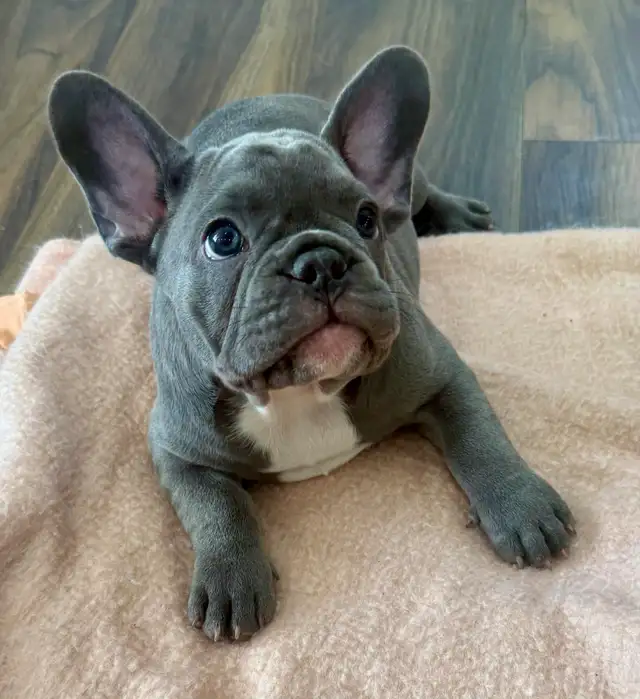 Quality Blue French bulldog puppies