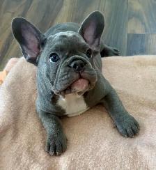 Quality Blue French bulldog puppies