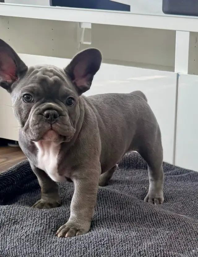 Quality Blue French bulldog puppies - Photo 2