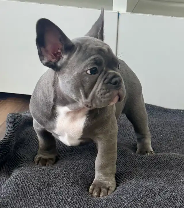 Quality Blue French bulldog puppies - Photo 3