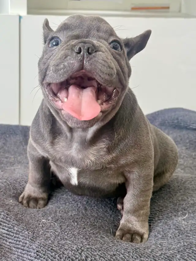 Quality Blue French bulldog puppies - Photo 4