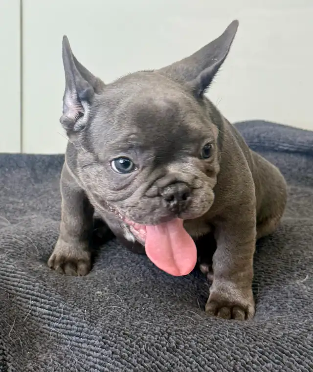 Quality Blue French bulldog puppies - Photo 5