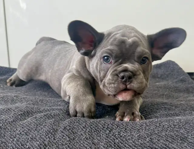 Quality Blue French bulldog puppies - Photo 6