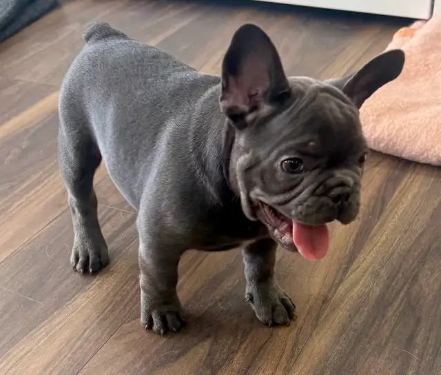 Quality Blue French bulldog puppies - Photo 7