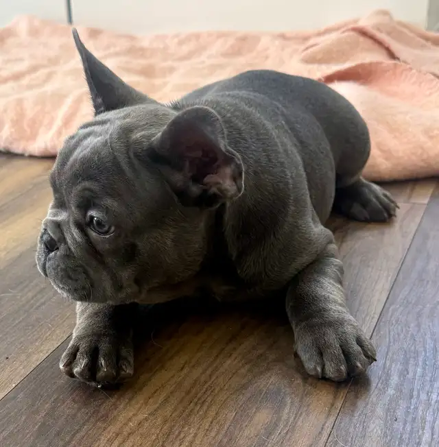 Quality Blue French bulldog puppies - Photo 8