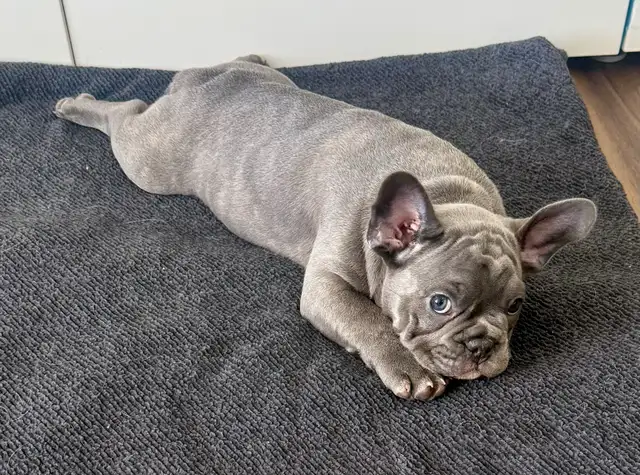 Quality Blue French bulldog puppies - Photo 9