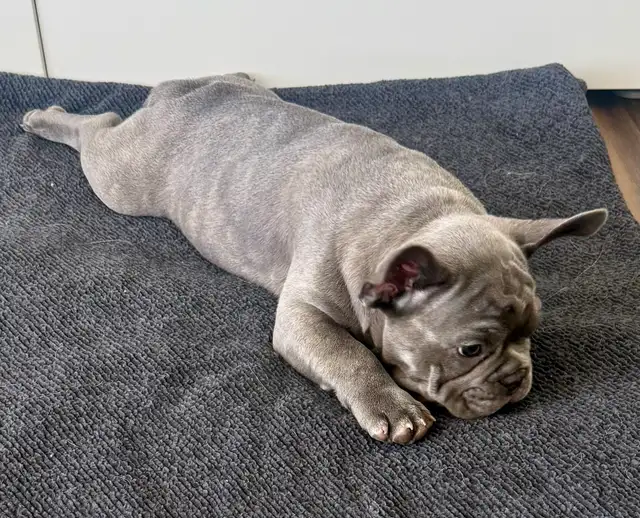 Quality Blue French bulldog puppies - Photo 10