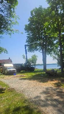 Ivan's Tree Service - Photo 4