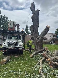Ivan's Tree Service - Photo 5