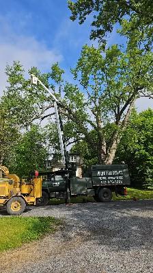 Ivan's Tree Service - Photo 7
