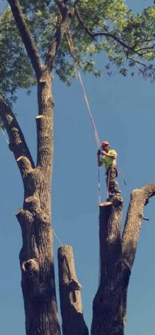 Ivan's Tree Service - Photo 8