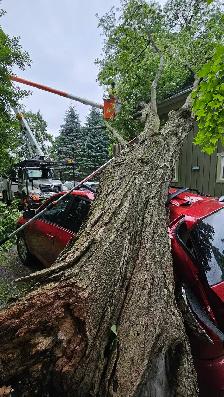 Ivan's Tree Service - Photo 9