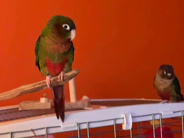 Couple de conure