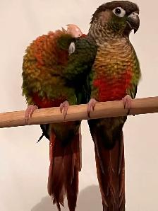 Couple de conure - Photo 2
