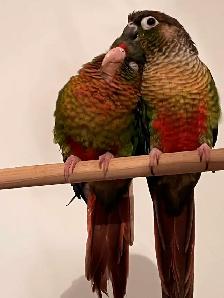 Couple de conure - Photo 4