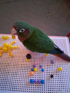 Couple de conure - Photo 6