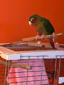 Couple de conure - Photo 8