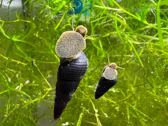 RABBIT Snails – $10 each – yes, it’s a good price .-)