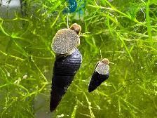 RABBIT Snails – $10 each – yes, it’s a good price .-)