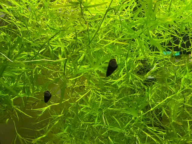 RABBIT Snails – $10 each – yes, it’s a good price .-) - Photo 2