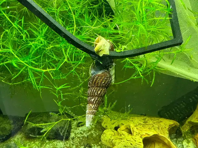 RABBIT Snails – $10 each – yes, it’s a good price .-) - Photo 3