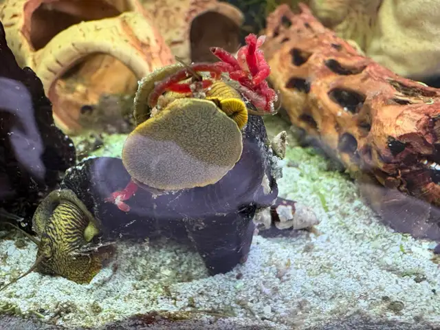 RABBIT Snails – $10 each – yes, it’s a good price .-) - Photo 4