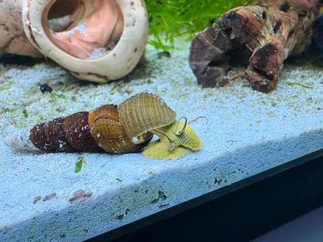 RABBIT Snails – $10 each – yes, it’s a good price .-) - Photo 5