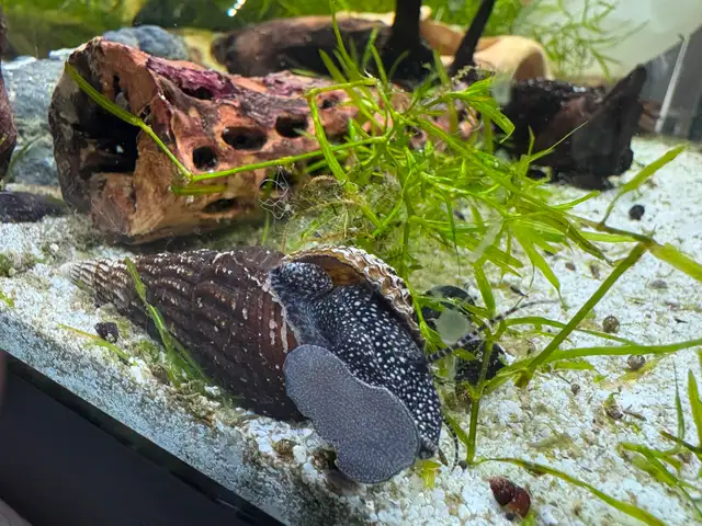 RABBIT Snails – $10 each – yes, it’s a good price .-) - Photo 6