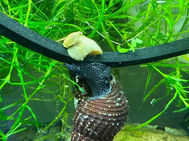 RABBIT Snails – $10 each – yes, it’s a good price .-) - Photo 7