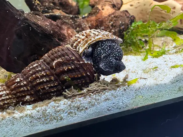 RABBIT Snails – $10 each – yes, it’s a good price .-) - Photo 8