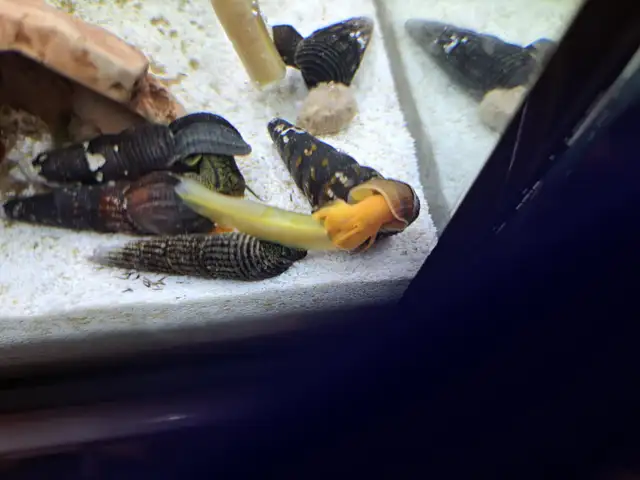 RABBIT Snails – $10 each – yes, it’s a good price .-) - Photo 9