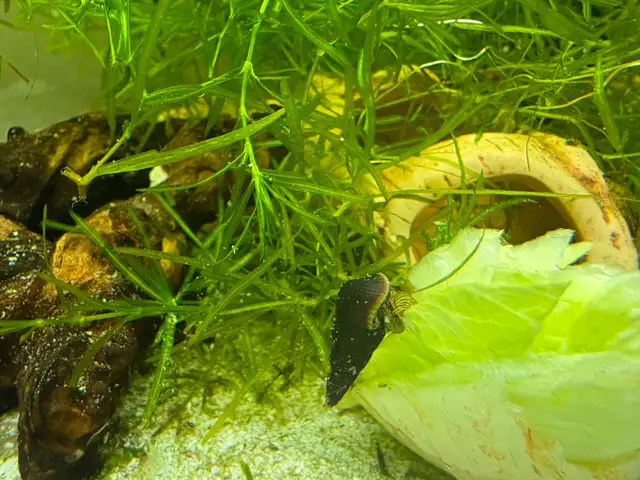 RABBIT Snails – $10 each – yes, it’s a good price .-) - Photo 10