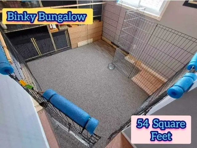 Rabbit Boarding & Training . XXL Private Rooms. 24/7 Love  Care - Photo 4