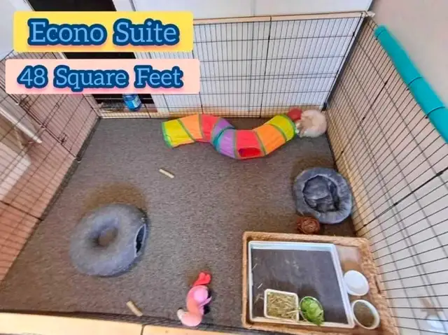 Rabbit Boarding & Training . XXL Private Rooms. 24/7 Love  Care - Photo 5
