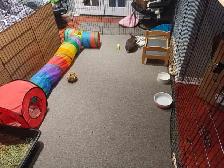 Rabbit Boarding & Training . XXL Private Rooms. 24/7 Love  Care - Photo 7