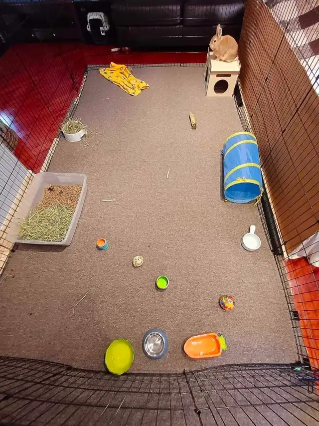 Rabbit Boarding & Training . XXL Private Rooms. 24/7 Love  Care - Photo 8