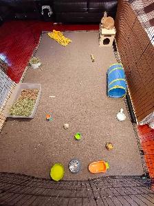 Rabbit Boarding & Training . XXL Private Rooms. 24/7 Love  Care - Photo 8