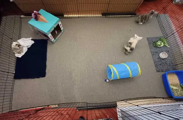 Rabbit Boarding & Training . XXL Private Rooms. 24/7 Love  Care - Photo 9