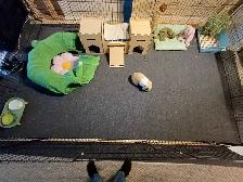 Rabbit Boarding & Training . XXL Private Rooms. 24/7 Love  Care - Photo 10