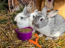 Lapins nains - Photo 2