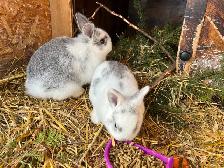 Lapins nains - Photo 3