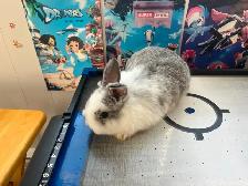 Lapins nains - Photo 4