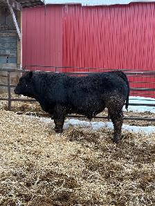 Limousin Bull - Photo 2