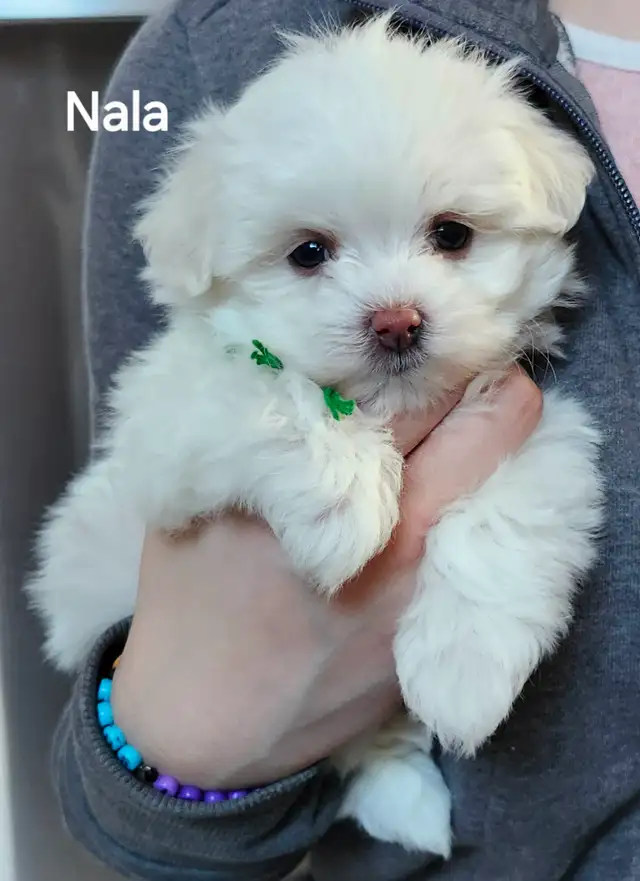 BICHON MALTAIS FEMELLE et 2 MALTIPOOS