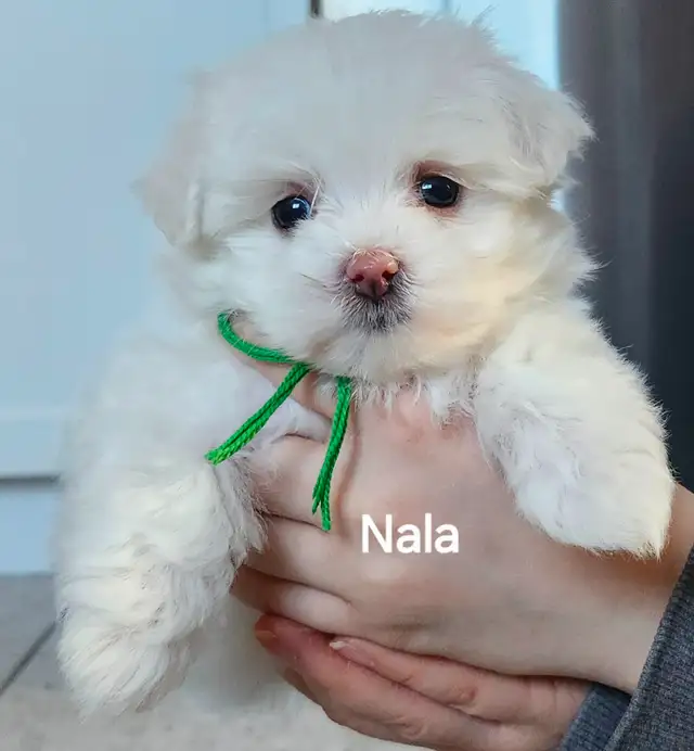 BICHON MALTAIS FEMELLE et 2 MALTIPOOS - Photo 2