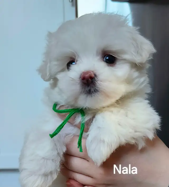 BICHON MALTAIS FEMELLE et 2 MALTIPOOS - Photo 3