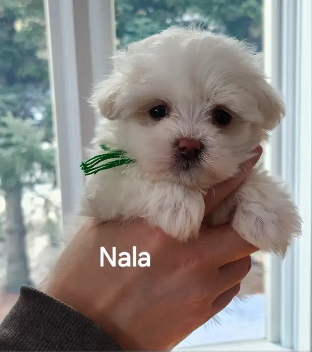 BICHON MALTAIS FEMELLE et 2 MALTIPOOS - Photo 4