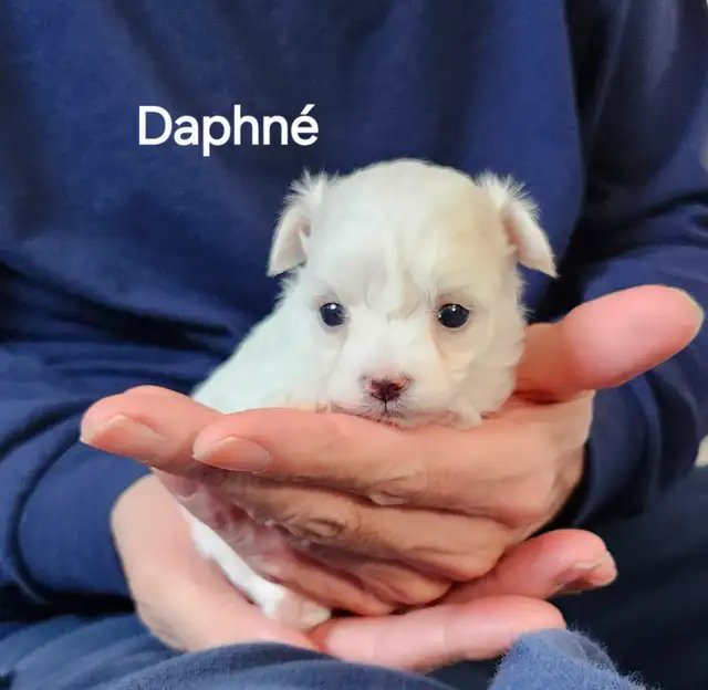 BICHON MALTAIS FEMELLE et 2 MALTIPOOS - Photo 5