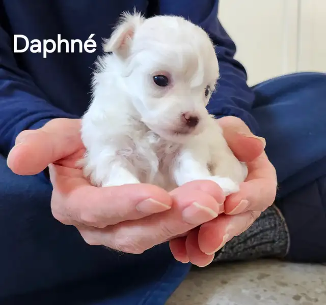 BICHON MALTAIS FEMELLE et 2 MALTIPOOS - Photo 6